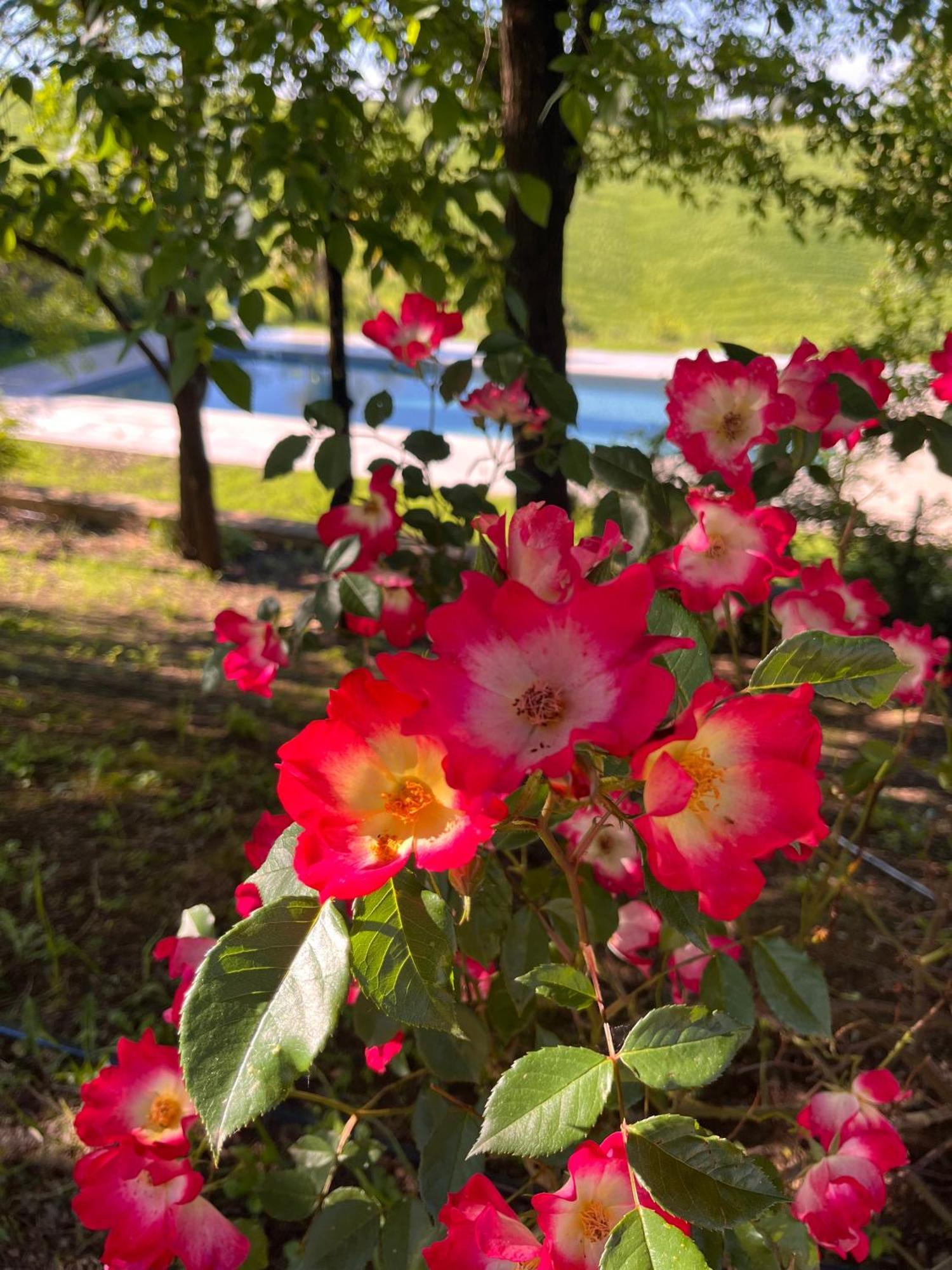 Agriturismo San Fabio カステルヌオーヴォ・ベラルデンガ エクステリア 写真